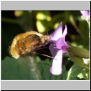 Bombylius major - Wollschweber w06.jpg